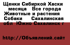 Щенки Сибиркой Хаски 2 месяца - Все города Животные и растения » Собаки   . Сахалинская обл.,Южно-Сахалинск г.